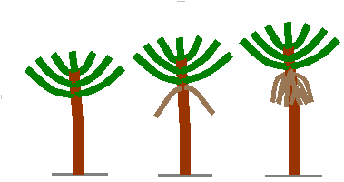 palm tree in development, with 'skirt'