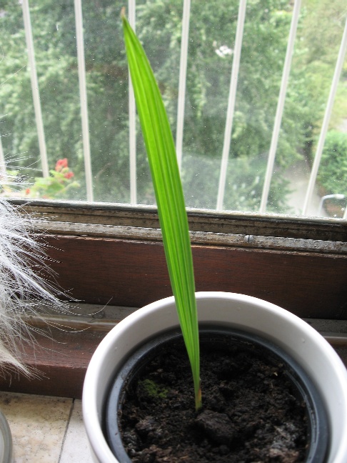 photo of date palm 2014-07-25